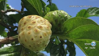 Noni known for health benefits [upl. by Abshier811]