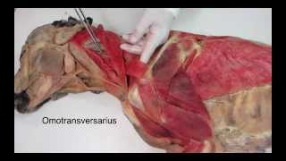 Veterinary anatomy dog muscles thoracic limb 1 of 3 [upl. by Oninrutas268]