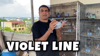 SA KALAPATI NA ITO NAGMULA LAHAT NG PRODUCER NI MASTER POGI Reggie Cruz Loft amp Aviary pigeon [upl. by Notla]