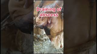 Draining of abscess l dr Umar khan [upl. by Nilsoj]