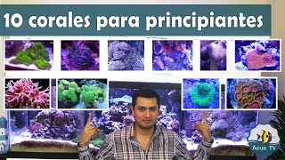 10 corales para principiantes  AcuaTV [upl. by Eugor]