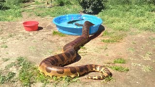 ANACONDA enters WaterFEEDS ON CATFISH [upl. by Ahserb480]