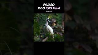 Pájaro Pico Espátula 😯 pajaros aves curioso sabiasque animales parati short animalescuriosos [upl. by Aciraj383]