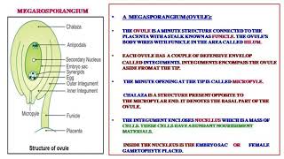 pistil megaspore megasporogenesisembryo sac [upl. by Nariko]