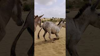 Donkeys Alone But Happy animals animals funny [upl. by Lledra]