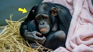 59yrold Dying Chimpanzee Refuses To Eat But Suddenly She Hears A Familiar Voice amp THIS Happens [upl. by Eelime]