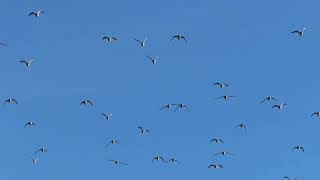 Dunlin evading falcons Nov 27 2023 Fir Island WA [upl. by Nnitsuj]