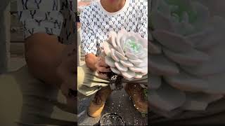 Useful tips for succulents 🪴 suculentas 다육이들 多肉植物 garden Shorts [upl. by Assiralc]