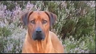 Rhodesian Ridgeback Biography part V [upl. by Ilil]