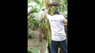 Exceptional banana tree [upl. by Adianes163]