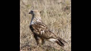 Raufußbussard Ruf Buteo lagopus [upl. by Idissak]