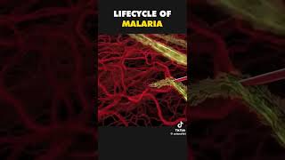 Life Cycle of Malaria pathology pharmpharmaceuticals anatomy malariacycle [upl. by Cindelyn]