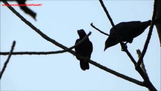 Beautiful song sang by two Koel made for each other [upl. by Leind136]