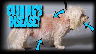 My dog has Cushings disease Now what [upl. by Ainoyek]