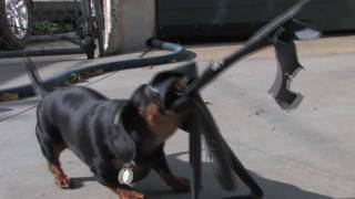 Wiener Dog Angry Shake of Death HD Dachshund [upl. by Alekahs]