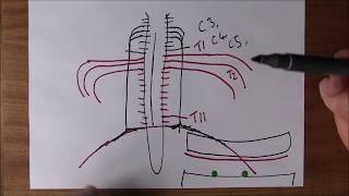 Respiratory System 12 Regulation of respiration [upl. by Sucitivel249]