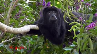 Howler Monkey Howling English Subtitles  Mono Aullador o Saraguato Aullando [upl. by Pris]