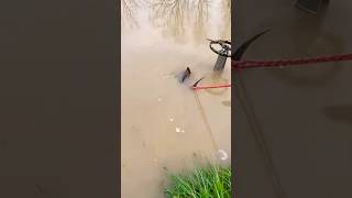 Rescue Big Turtle Stuck in Flooded Pipe rescue rescueanimals unclog satisfying trend shorts [upl. by Tandi]