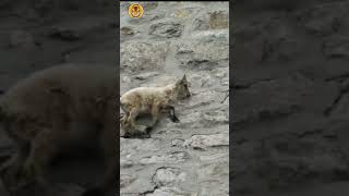 இந்த ஆடுகளால எப்படி இப்படியெல்லாம் பண்ணமுடியுது  Alpine Ibex  Animal Voiceover Tamil [upl. by Yauqaj955]