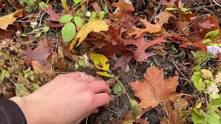 Transplanting for a pastel colored front garden bed 11232024 [upl. by Adnalue144]