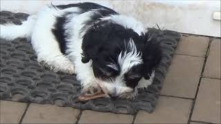 Havaneser Welpen spielen  Havanese puppies play [upl. by Sirad]