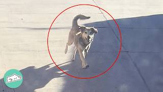 Dog Chased This Car For Blocks Until They Finally Stopped  Cuddle Buddies [upl. by Yelreveb]