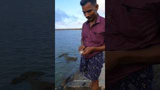 ജീവനുള്ള മാലാനെ കോർത്തിട്ടപ്പോൾ  Grouper Fishing fishing kerala hamour [upl. by Aneger]