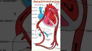 Foetal circulation nursingcompetition  fetalcirculation foetalcircultion foetal fetal [upl. by Arihk962]