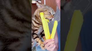 cat cats catlover catsoftiktok [upl. by Trever]