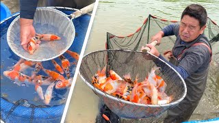 First Koi Harvest of the season 2020 Shintaro Koi Farm Japan [upl. by Kila]