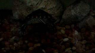 Turtle vs Piranha [upl. by Arbas]