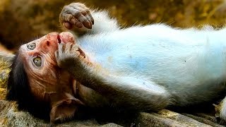 Why mom catching newborn baby monkey upside down like this [upl. by Imiaj287]