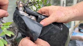 Air Layering a Prunus Spinosa blackthorn to create a shohin bonsai amazing tips and advice [upl. by Floyd47]