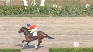 2nd Race The Aberdonian Plate Distance 1000 Meters Winner Life Is Good  Pakistan Horse Racing [upl. by Jo]