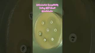 Antibiotics Sensitivity Testing AST of Acinetobacter baumannii complex microbiology microbes [upl. by Kwasi]