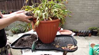 Re potting my very old Thanksgiving Cactus  Schlumbergera truncata Cactus [upl. by Laina336]