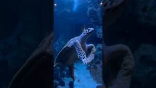 VIDEO CAPTURED PERFECTLY  Giant Tortoise 🐢🐢🐢🐢 [upl. by Oniliuqnart]