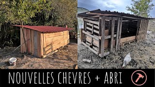 Nouvelles chèvres  fabrication de leur abri [upl. by Eihtur660]