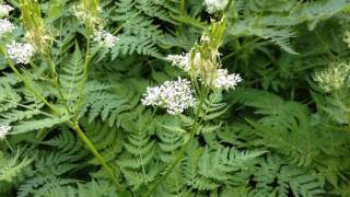 Sweet Cicely  Perennial Licorice Candy [upl. by Primalia]