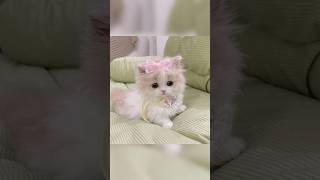 Cute animals baby ❤️❤️ trending funny [upl. by Ainnet]