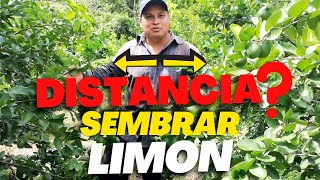 A que DISTANCIA se SIEMBRA la Planta de LIMÓN  Cada cuantos metros se Siembra los Cítricos [upl. by Aerehs]