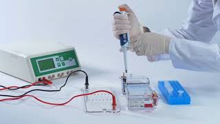 Cómo Intepretar Resultados De Electroforesis En Gel Diferentes tipos de plásmido de ADN [upl. by Timothea493]