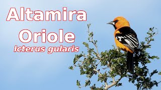 Altamira Oriole Portraits [upl. by Tymes]