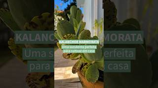 Kalanchoe marmorata  confira o post completo wwwterrariosesuculentascombr [upl. by Sidoney]