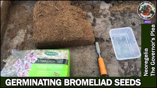 Germinating Bromeliads From Seed [upl. by Lundt781]