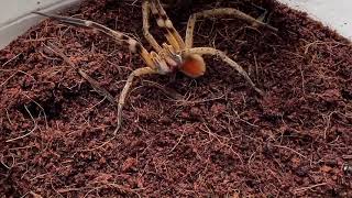 Dangerouswild￼arachnidsPhoneutria Nigriventer Brazilian wandering spider very aggressive ￼ [upl. by Kcirddehs]