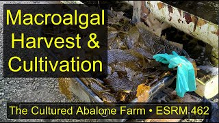 Macroalgae at The Cultured Abalone Farm [upl. by Padget]