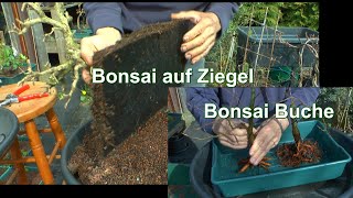 Mega Projekt Bonsai erst die Buchen Teil 2 dann der Bonsai auf dem Ziegel Teil 1 [upl. by Hannahsohs956]