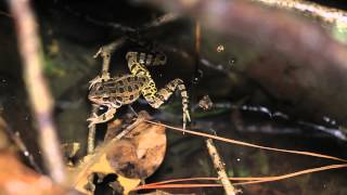 Pickerel Frog Calling [upl. by Aiuqat]