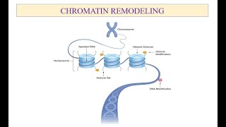 Chromatin Remodeling [upl. by Eveam]